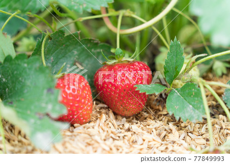 Strawberries in the field Strawberries in the field 77849993