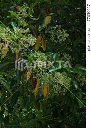 甜莢蘭,樹上到處都是芽 甜莢蘭,樹上到處都是芽 77850027