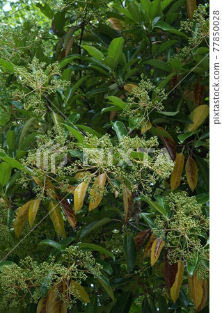 甜莢蘭,樹上到處都是芽 甜莢蘭,樹上到處都是芽 77850028