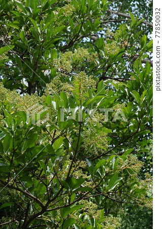 Sweet viburnum with buds all over the tree Sweet viburnum with buds all over the tree 77850032