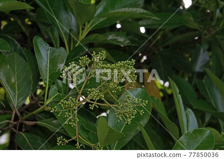 甜莢蘭，樹上到處都是芽 77850036