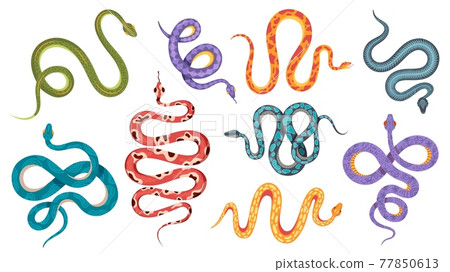 Wild snakes. Colorful coral snake tattoos with abstract and natural patterns. Viper, anaconda crawl and hiss. Poisonous serpent vector set Wild snakes. Colorful coral snake tattoos with abstract and natural patterns. Viper, anaconda crawl and hiss. Poisonous serpent vector set 77850613