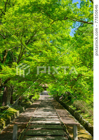 Fresh green of Bishamon-do Temple in Kyoto 77850646