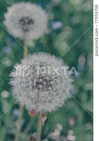 蒲公英絨毛 蒲公英絨毛 77850706