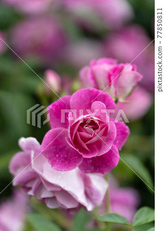 雨中的玫瑰,絢麗的粉紅冰山 雨中的玫瑰,絢麗的粉紅冰山 77850811