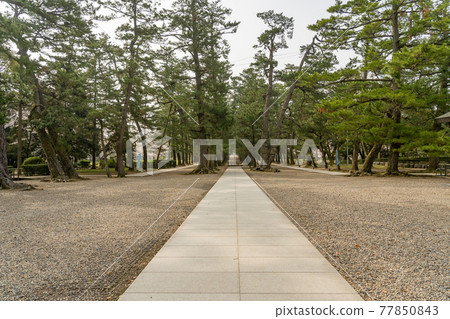 島根縣出雲市 通往出雲大社的松樹之路 77850843