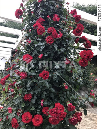 Just before the rainy season, a lovely rose in the rose garden in May 77851053