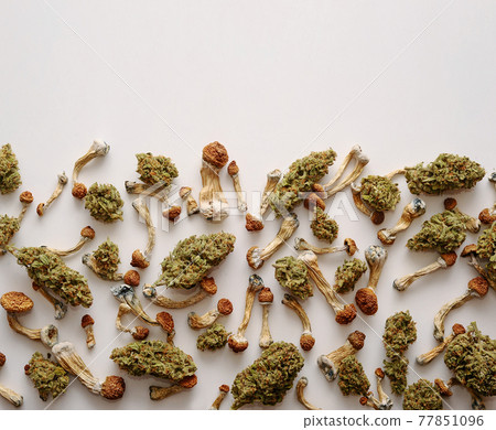 Microdosing concept. Dry psilocybin mushrooms and Marijuana buds on white background. Microdosing concept. Dry psilocybin mushrooms and Marijuana buds on white background. 77851096