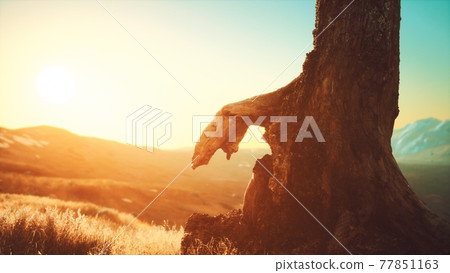 old tree stump trunk on the hill at sunset 77851163