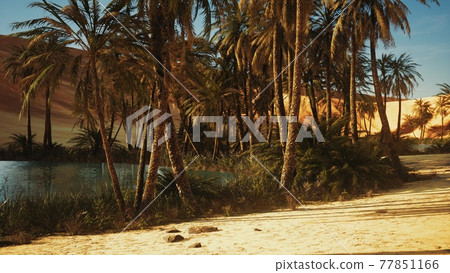Oasis in hot Sahara Desert Oasis in hot Sahara Desert 77851166