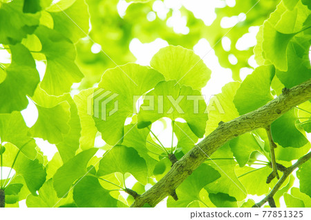 Ginkgo leaves [fresh green] 77851325