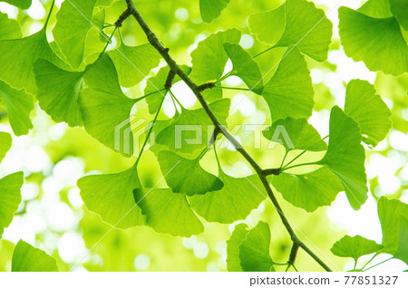 Ginkgo leaves [fresh green] 77851327