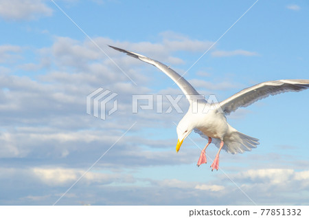 seagull seagull 77851332