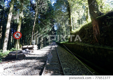 阿里山國家森林遊樂區 77851377