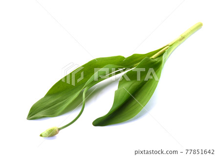 蔥花花蕾 蔥花花蕾 77851642