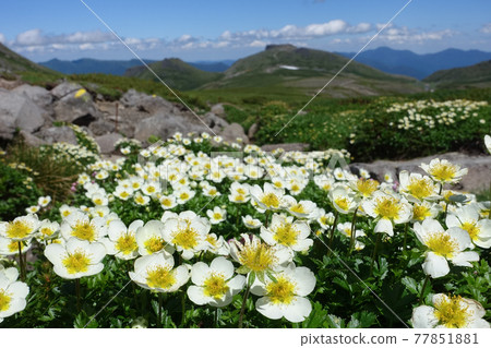 [Hokkaido] Alpine plant chinguruma of Daisetsuzan 77851881