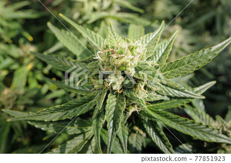 Cannabis blooming flower close-up. Marijuana bush with big buds. Cannabis blooming flower close-up. Marijuana bush with big buds. 77851923