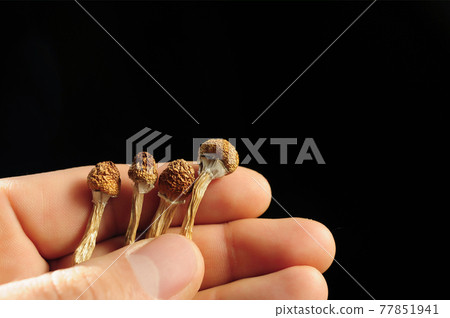 Psilocybin mushrooms in man's hand on black background. Psychedelic magic trip. 77851941
