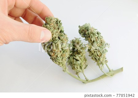 Cannabis buds in man's hand. Harvest time, drying and curing. Cannabis buds in man's hand. Harvest time, drying and curing. 77851942