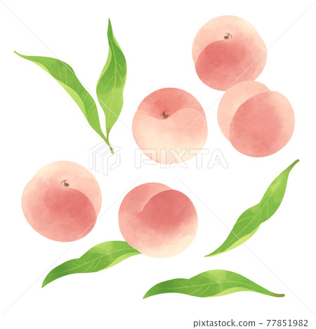 手繪插圖的白桃 77851982