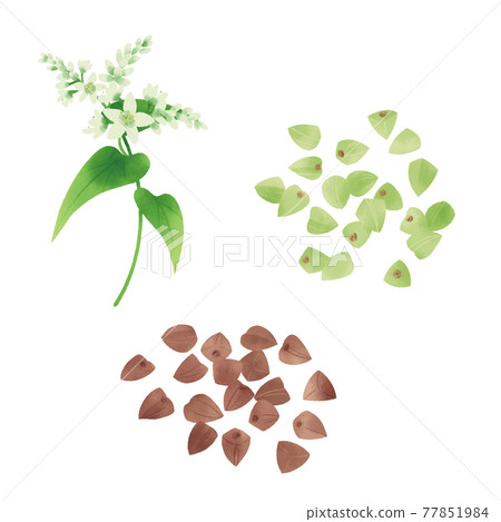 Hand-drawn illustration of buckwheat flowers and fruits 77851984