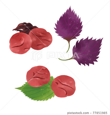 Hand-drawn illustration of pickled plum 77851985