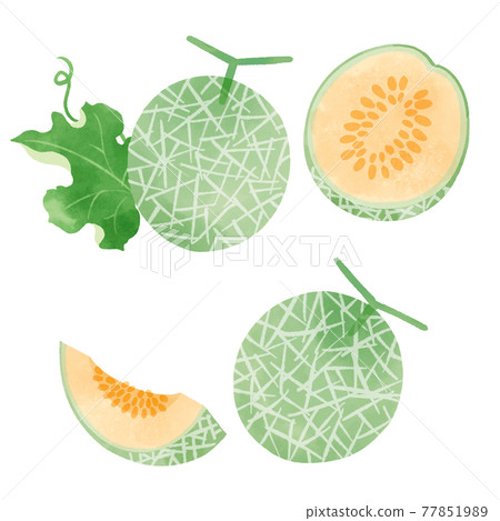 Hand drawn illustration of melon Hand drawn illustration of melon 77851989
