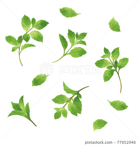 帶有水彩觸感的薄荷手繪插圖 77852048