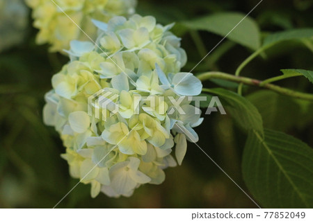 鎌倉Akitsukinin的繡球花 77852049