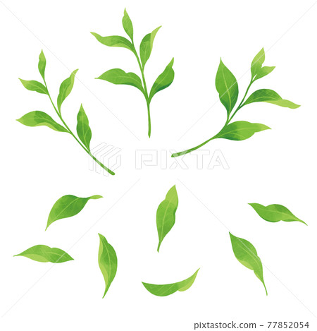 Hand drawn illustration of tea leaves 77852054