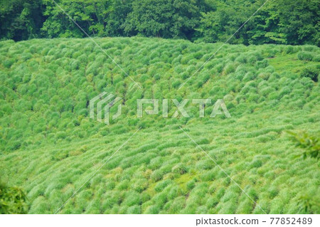 熊本縣阿蘇市扇岳展望台 熊本縣阿蘇市扇岳展望台 77852489