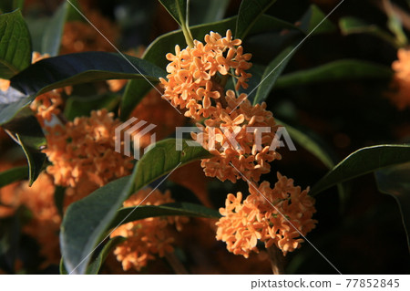 桂花 桂花 77852845