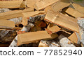 prepared birch logs - firewood 77852940