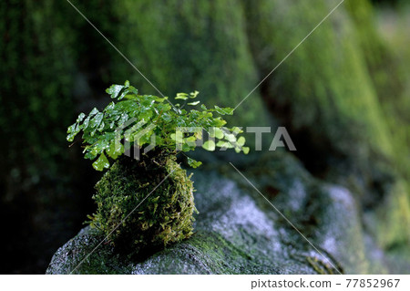 與亞洲tam的青苔球種植反對樹幹的綠色背景 77852967