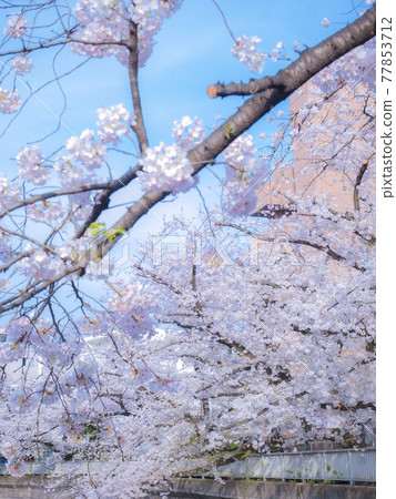 Cherry blossoms in full bloom in spring Cherry blossoms in full bloom in spring 77853712