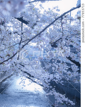 Cherry blossoms in full bloom in spring 77853713