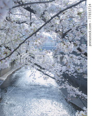 Cherry blossoms in full bloom in spring Cherry blossoms in full bloom in spring 77853714