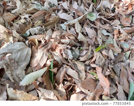 Carpet of fallen leaves Carpet of fallen leaves 77853845