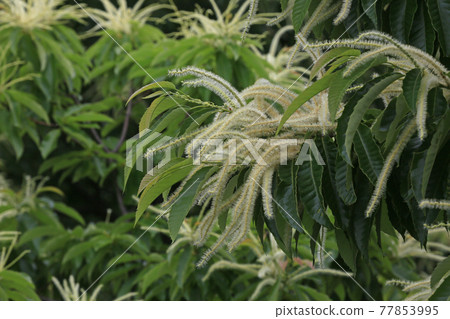 Chestnut flowers Chestnut flowers 77853995