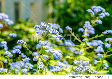 Blue forget-me-not flowers Blue forget-me-not flowers 77854007