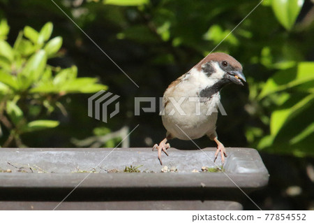 單獨的麻雀 單獨的麻雀 77854552