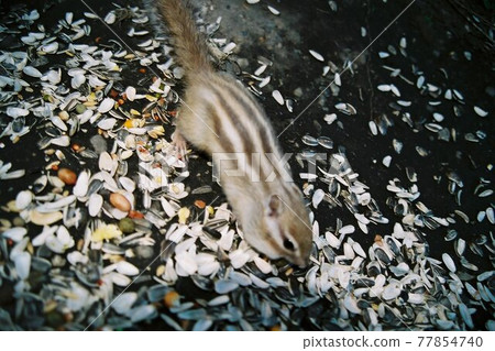 Squirrel chestnut squirrel 77854740