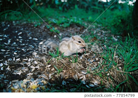 松鼠栗子 77854799