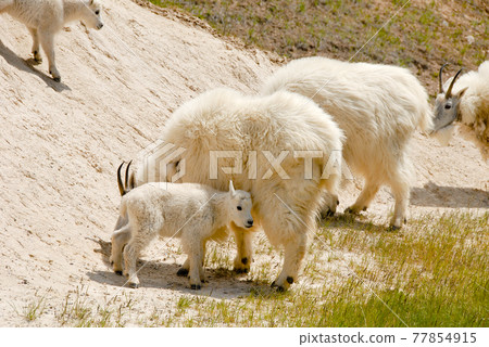 春季加拿大落基山脈山羊親子冰原大道（Jasper） 77854915
