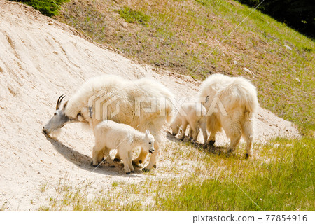 春季加拿大落基山脈山羊親子冰原大道（Jasper） 77854916