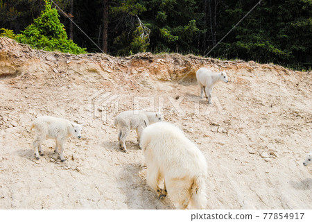 春季加拿大落基山脈山羊親子冰原大道（Jasper） 77854917