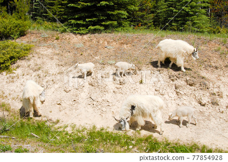 春季加拿大落基山脈山羊親子冰原大道(Jasper) 春季加拿大落基山脈山羊親子冰原大道(Jasper) 77854928