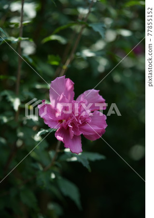 Mukuge flower Lucy (double-flowered, light pink) Mukuge flower Lucy (double-flowered, light pink) 77855152
