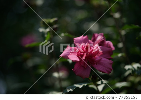 Mukuge花露西(重瓣,淺粉色) Mukuge花露西(重瓣,淺粉色) 77855153