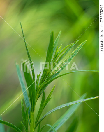 Tarragon or Estragon green herb leaves growing from the soil in the garden. Medicinal and food plant Artemisia 77855243